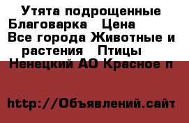 Утята подрощенные Благоварка › Цена ­ 100 - Все города Животные и растения » Птицы   . Ненецкий АО,Красное п.
